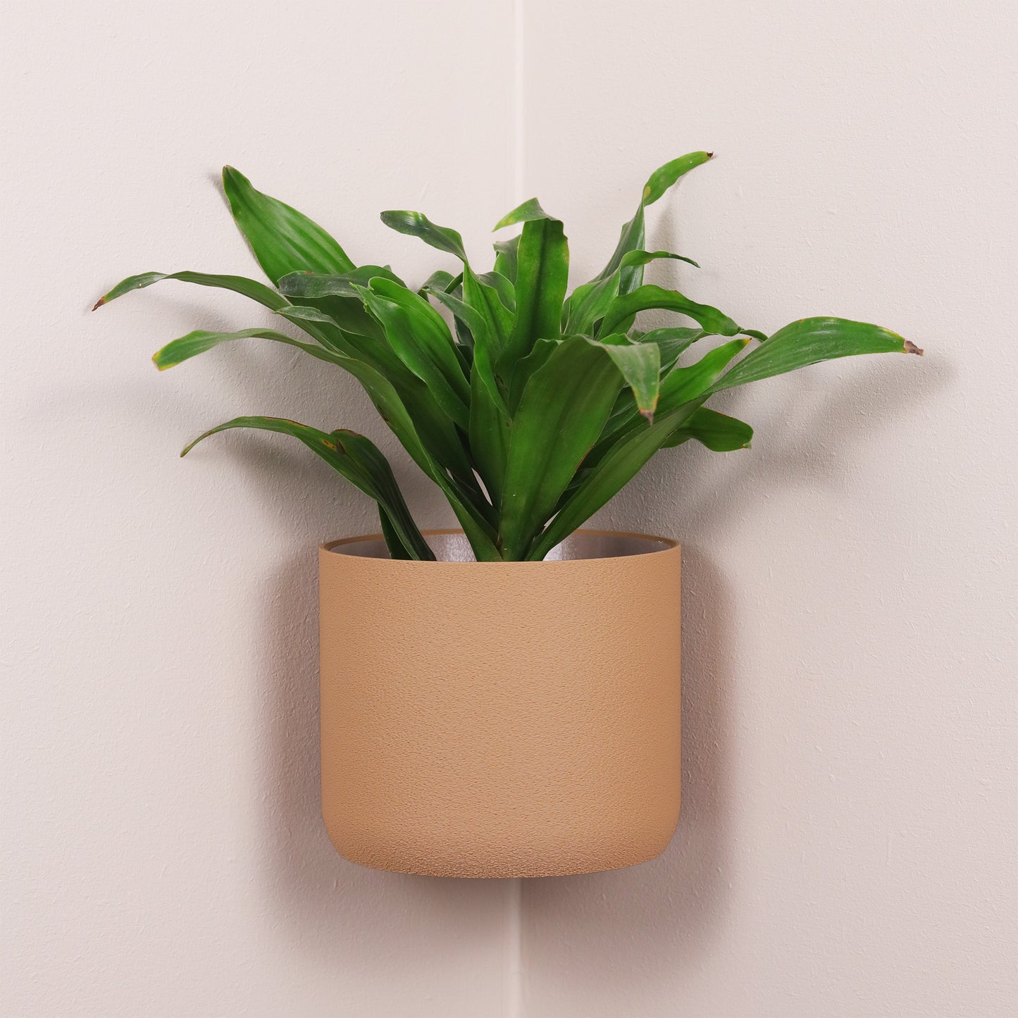 Caramel, 120mm